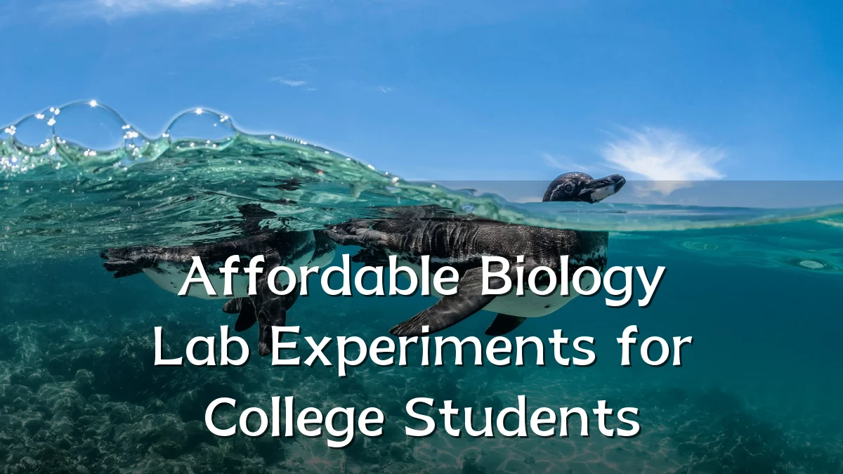 Affordable Biology Lab Experiments for College Students