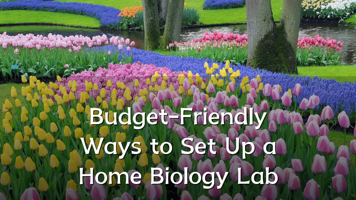 Budget-Friendly Ways to Set Up a Home Biology Lab