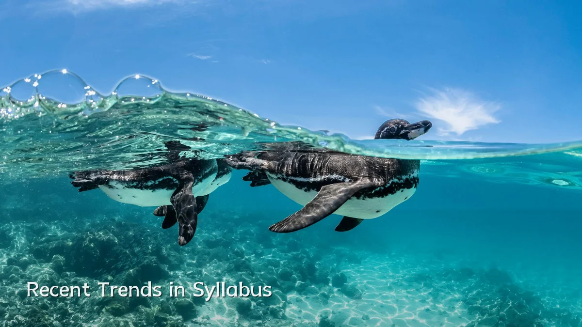 Recent Trends in Syllabus
