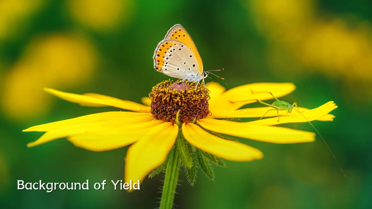 Background of Yield